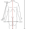 Home » overview of chest muscles » muscles of the chest and abdomen. 1