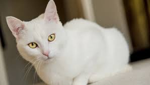 American Shorthair Colours Full Guide My British Shorthair