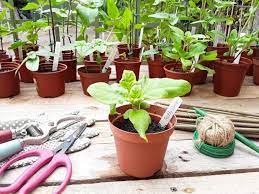 Teddy bear sunflower growth stages. Teddy Bear Sunflower How To Sow Grow And Care For Images And Guide