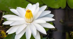 Maybe you would like to learn more about one of these? The Giant Water Lily Guyana S National Flower Formerly The Victoria Regia Lily Things Guyana