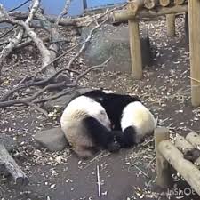 pin by ほげ on シャンシャン 香香 xiang xiang panda panda bear cute animals animals and pets