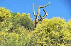 Parkinsonia microphylla, the yellow palo verde or foothill palo verde; Palo Verde Trees Are In Spectacular Bloom In And Around Tucson Outdoors Tucson Com
