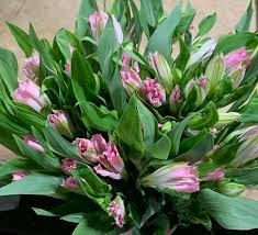 Check spelling or type a new query. Bloom Box Flowers Dubai