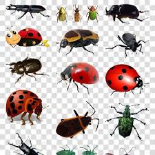 瓢虫7星瓢虫昆虫图片臭虫ladybug 7 star ladybug insect picture bug pictures of insects ladybug bugs