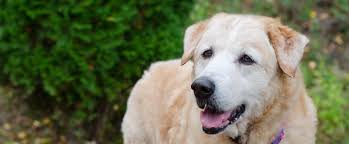 We have developed services and offer products that can take some of the sting out of saying goodbye. Tribute Memorial Gifts Pennsylvania Society For The Prevention Of Cruelty To Animals