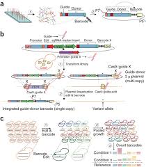 Created by lawrencecarlosa community for 11 years. Multiplexed Precision Genome Editing With Trackable Genomic Barcodes In Yeast Nature Biotechnology