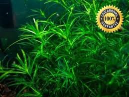 Image result for Najas graminea