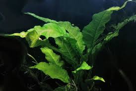 Image result for Loxogramme latifolia