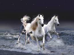 2560 x 1600 px post dates : 72 White Horse Wallpaper On Wallpapersafari