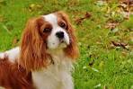 12 Loving Dogs - Most Affectionate Dog Breeds