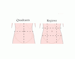 This will give you the four quadrants: Abdominal Regions Quadrants Quiz