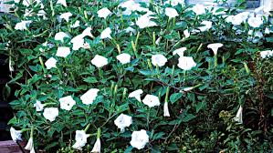 We did not find results for: Growing Up The Art Of Climbing Plants The Guardian Nigeria News Nigeria And World News Saturday Magazine The Guardian Nigeria News Nigeria And World News