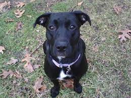 missing my sophie so much lab pitbull mix puppy pit puppies pitbull mix puppies