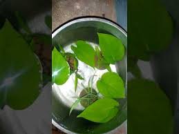 How To Care Guppy Fry In Malayalam Youtube