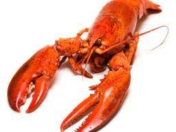 Lobster Nutrition Benefits And Diet