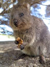 We get down and find out the real facts about this online rumor. Top 15 Quokka Facts Diet Habitat Survival More Facts Net