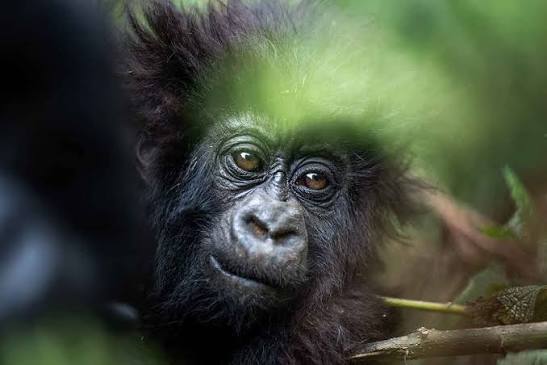 A mountain gorilla in the misty forest of Uganda