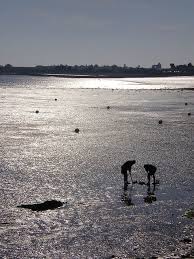 Epingle Par Nicole Brunner Sur Vendee Iles Alentours Ile De Re France Ile De Re Ile