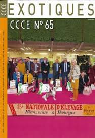 Club du Chihuahua, du Coton de Tuléar et des Exotiques - Posts ...