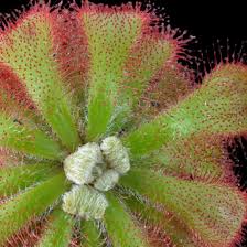 Image result for Drosera dielsiana