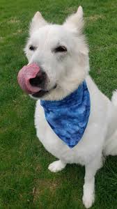 Blue Tie Dye Dog Bandana