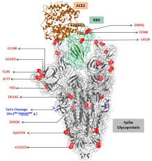 Convergent Evolution Of Sars Cov 2 Spike Mutations L452r E484q And P681r In The Second Wave Of Covid 19 In Maharashtra India Biorxiv