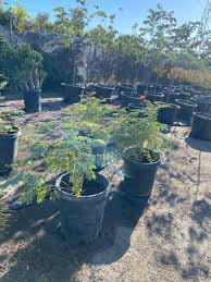 Image result for Caesalpinia rostrata