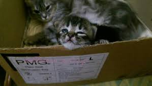 Dia melahirkan anak kucing yang lucu dan sehat. Distokia Masalah Kucing Beranak Dystocia Cat Birth Difficulties Ini Adalah Bellarina Natasya
