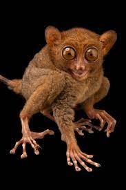 A Philippine Tarsier Tarsius Syrichta Syrichta At The Avilon Zoo This Animal Has The Second Largest Eyes In The W Scary Animals Unusual Animals Cute Animals