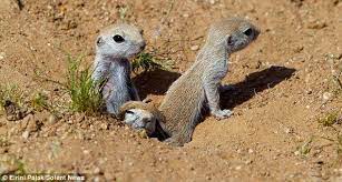 Come On Then If You Think You Re Hard Enough Adorable Desert Squirrels At Play On Their First Outing From Mother S Burrow Baby Squirrel Cute Little Animals Squirrel