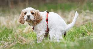Your Dog Has Diarrhea Symptoms Teatment Prevention Cesar S Way