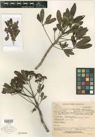 Image result for Neocussonia umbellifera