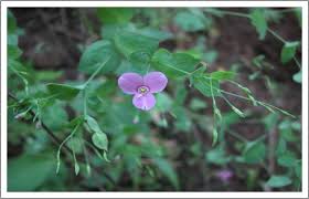 Image result for Canscora diffusa