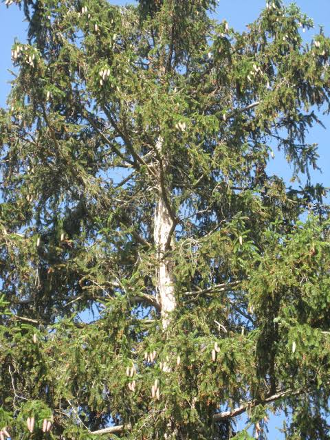Lightning 1, Spruce 0 | The Middlebury Landscape