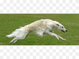 Spooky scary borzoi ретвитнул(а) crossed animal posting. Longdog Png Images Pngwing