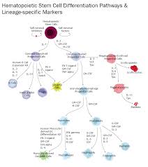 Hematopoietic Stem Cells Lineage Specific Markers R D Systems