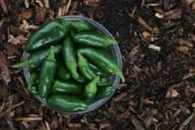 Expose your jalapeno pepper plants to enough light. Can I Grow Jalapeno Peppers In A Pot Bountiful Gardener