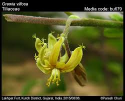 Image result for Grewia holtzii