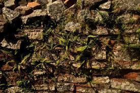 Image result for Adiantum incisum