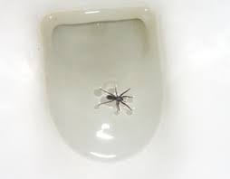 Aren't there like eight starbucks in el paso? Spooky Legends Giveaway Jess Haines Shiarra Waynest On Butt Spiders Win The Real Werewives Of Vampire County All Things Urban Fantasy Where Para Is Normalall Things Urban Fantasy