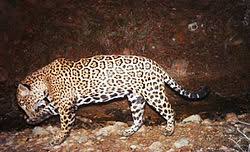 Jaguar Wikipedia