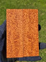 Image result for Afzelia