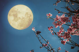 And if you're not getting enough sleep, your health suffers. Gardening By The Moon How To Plant By The Moon S Phase The Old Farmer S Almanac