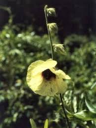 Image result for Hibiscus diversifolius