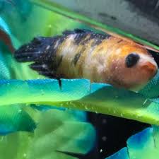 Ich (also spelled ick) is one of the most common aquarium parasites. Ick On Betta Fish Unique Fish Photo