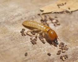 This makes bed bug removal difficult to do without the help of a professional. Pest Control Wesley Chapel Exterminator 813 305 0505
