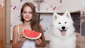 Is watermelon rind good for dogs? Can Dogs Eat Watermelon Find Out If You Can Feed Them This Treat