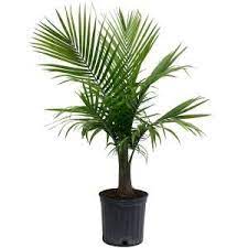 Costa Farms Majesty Palm In 9 25 In Grower Pot 10maj The Home Depot Palm Plant Indoor Palm Trees Majesty Palm