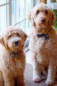 Goldendoodles are very easy to train. Goldendoodle Vs Labradoodle Comparing Traits