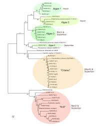 Blocking primers to enhance PCR amplification of rare sequences in mixed  samples